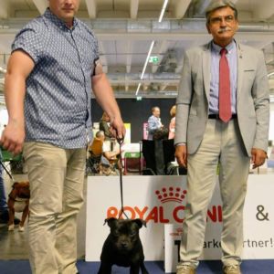 18.8.2019 Ch. Caesar CM: IHA Innsbruck 2019 - Alpensieger 🇦🇹 exc.1, CACA, CACIB, ALPENSIEGER, BOS