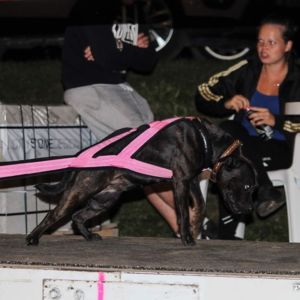 JCh. Jar Crazy magic